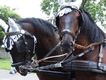 Horse Puzzle Mania Horse Puzzle Mania